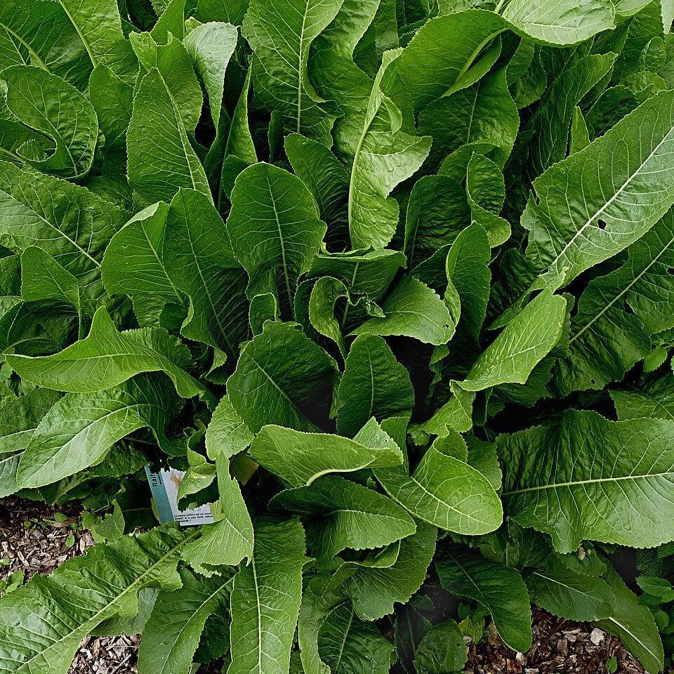 Armoracia rusticana ~ Horseradish-ServeScape