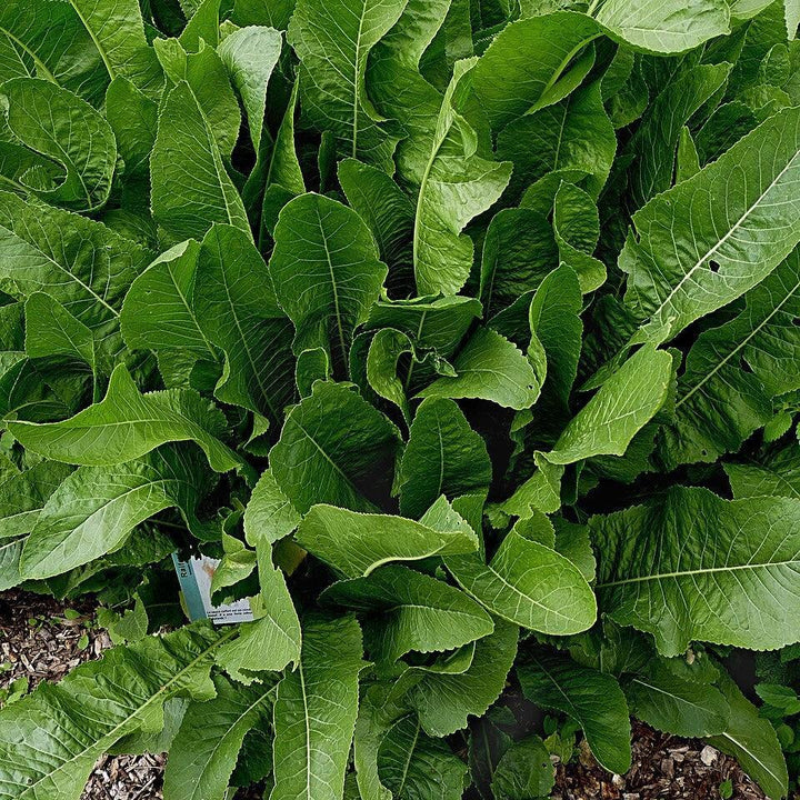 Armoracia rusticana ~ Horseradish-ServeScape