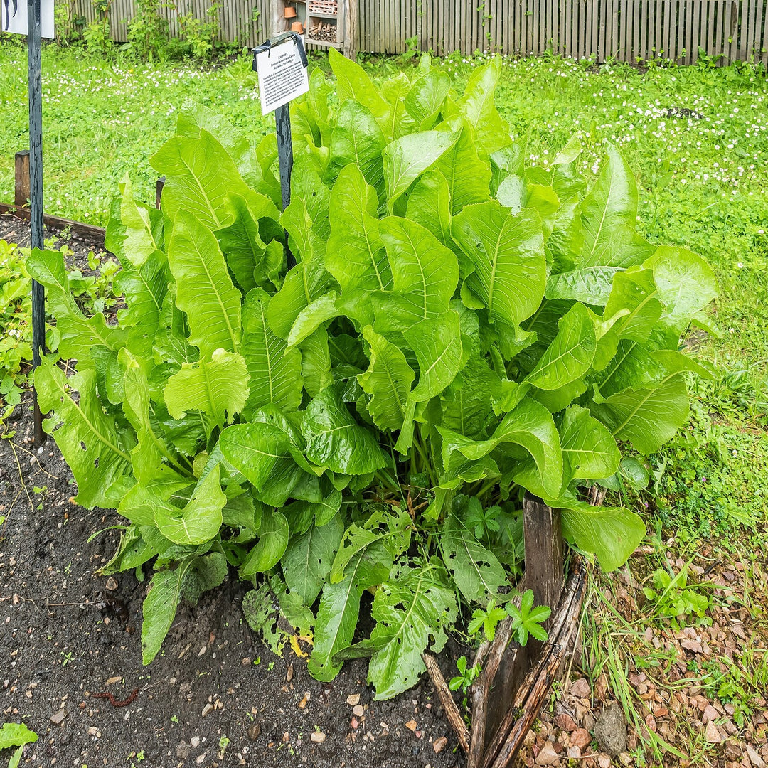 Armoracia rusticana ~ Horseradish-ServeScape