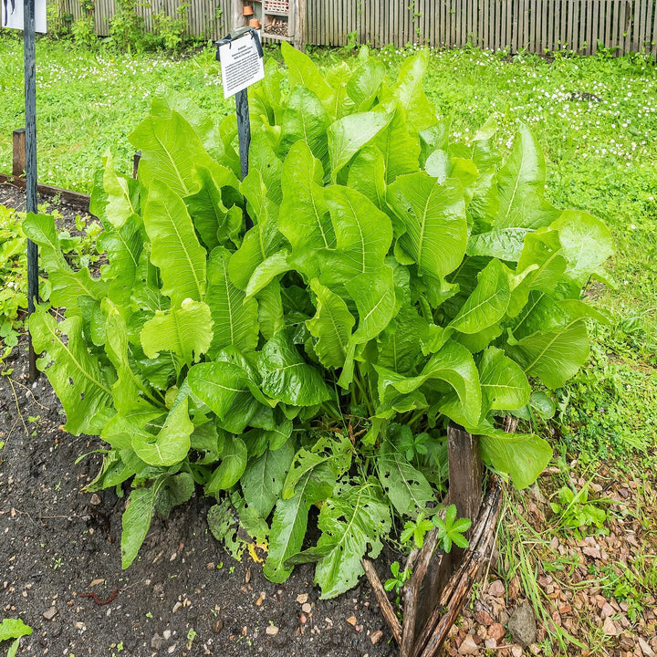 Armoracia rusticana ~ Horseradish-ServeScape
