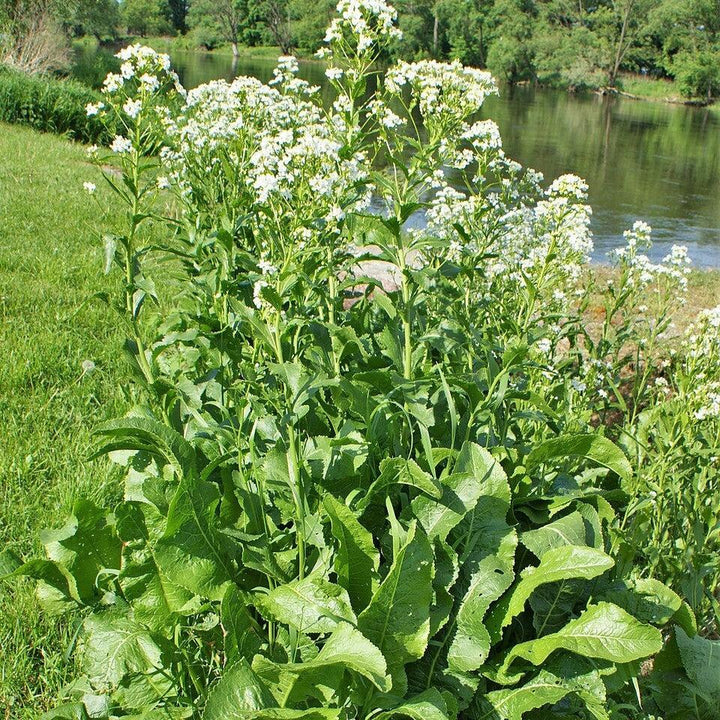 Armoracia rusticana ~ Horseradish-ServeScape