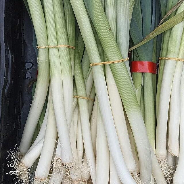 Allium ampeloprasum (Porrum Group) ~ Leeks-ServeScape
