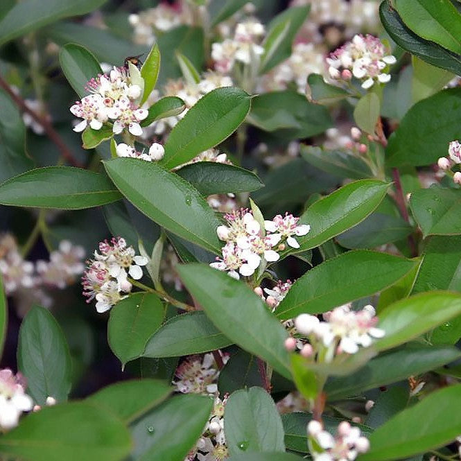 Aronia melanocarpa 'Autumn Magic' ~ Autumn Magic Chokeberry