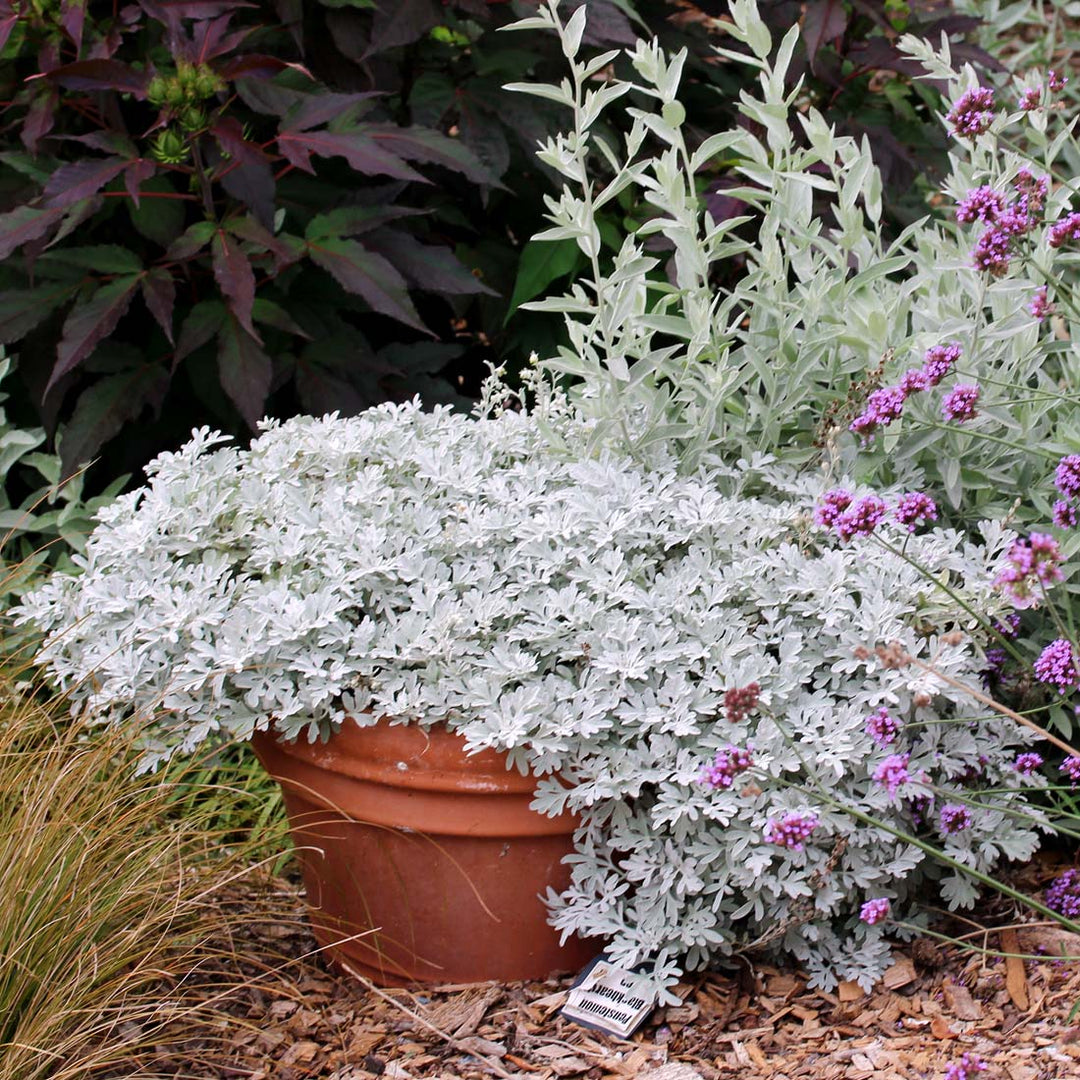 Artemisia 'Silver Brocade' ~ Silver Brocade Artemesia-ServeScape