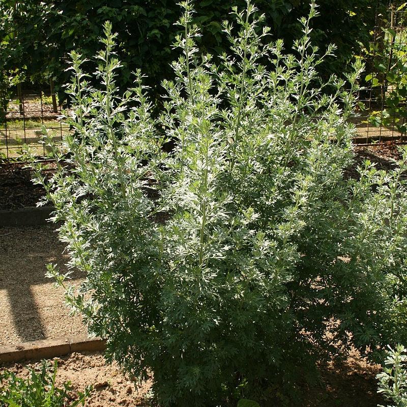 Artemisia absinthium ~ Wormwood-ServeScape
