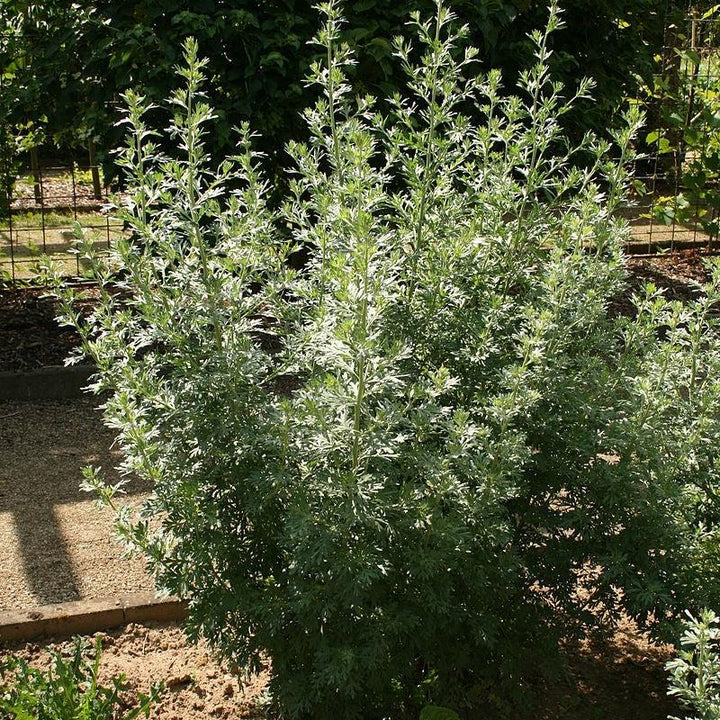 Artemisia absinthium ~ Wormwood-ServeScape