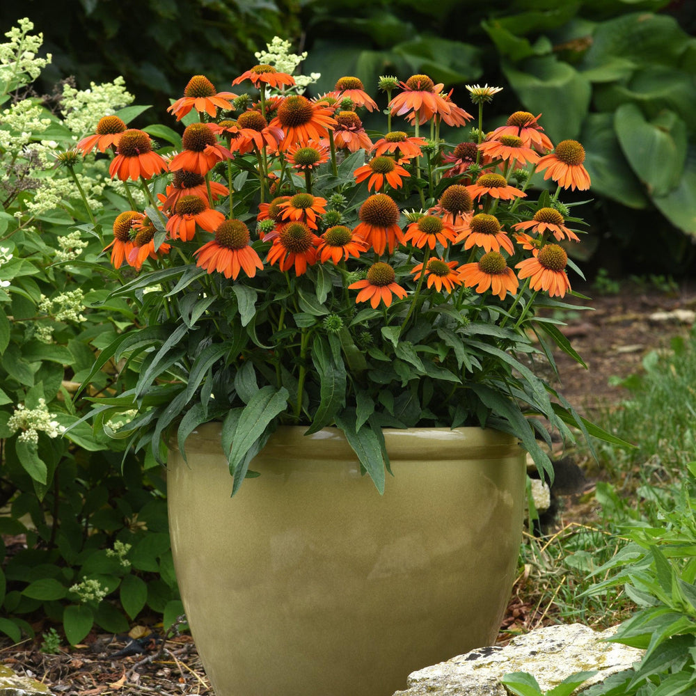 Echinacea 'PAS1308374'~ Artisan™ Soft Orange Coneflower-ServeScape