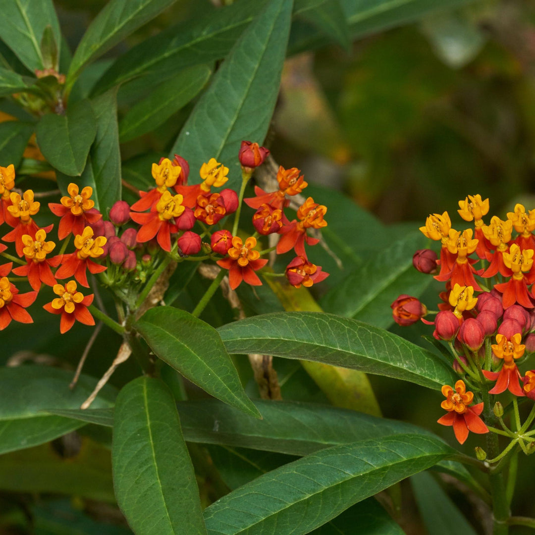 Asclepias curassavica ~ Orange Milkweed-ServeScape