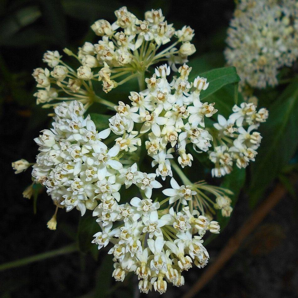 Asclepias incarnata 'Ice Ballet' ~ Ice Ballet Swamp Milkweed-ServeScape