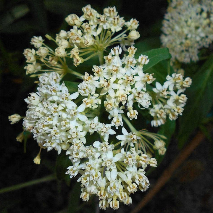 Asclepias incarnata 'Ice Ballet' ~ Ice Ballet Swamp Milkweed-ServeScape