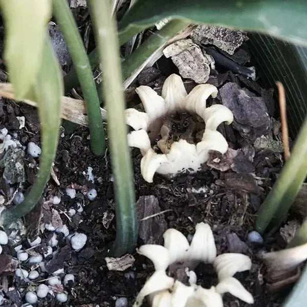 Aspidistra ebianensis 'Flowing Fountains' ~ Flowing Fountains Cast Iron Plant-ServeScape