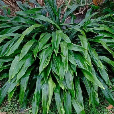 Aspidistra ebianensis 'Flowing Fountains' ~ Flowing Fountains Cast Iron Plant-ServeScape