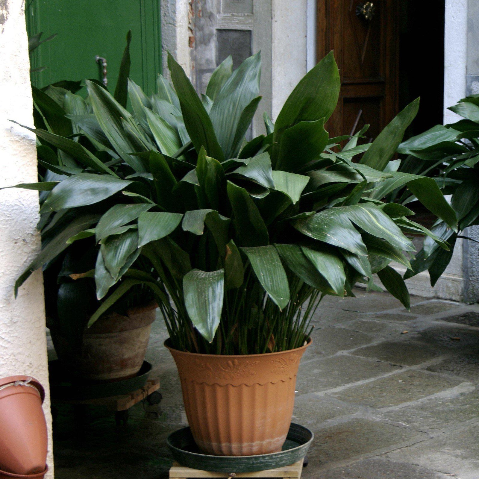 Aspidistra elatior ~ Cast Iron Plant-ServeScape