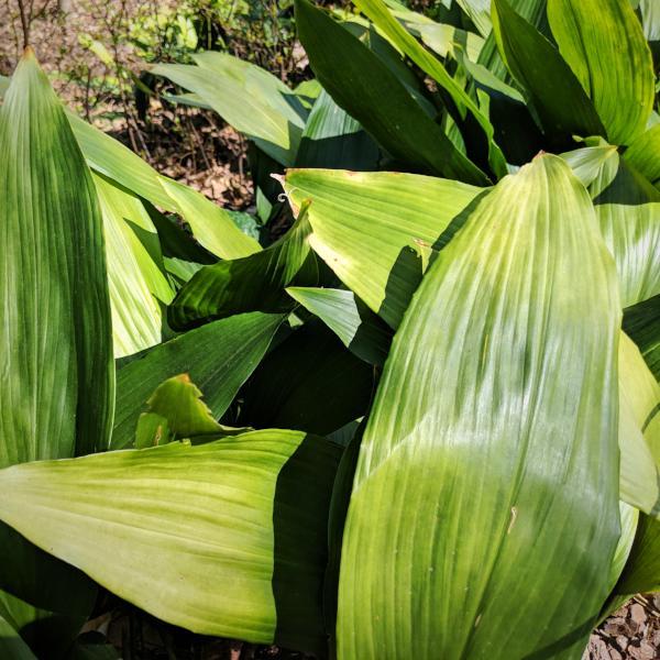 Aspidistra elatior ~ Cast Iron Plant - Delivered By ServeScape