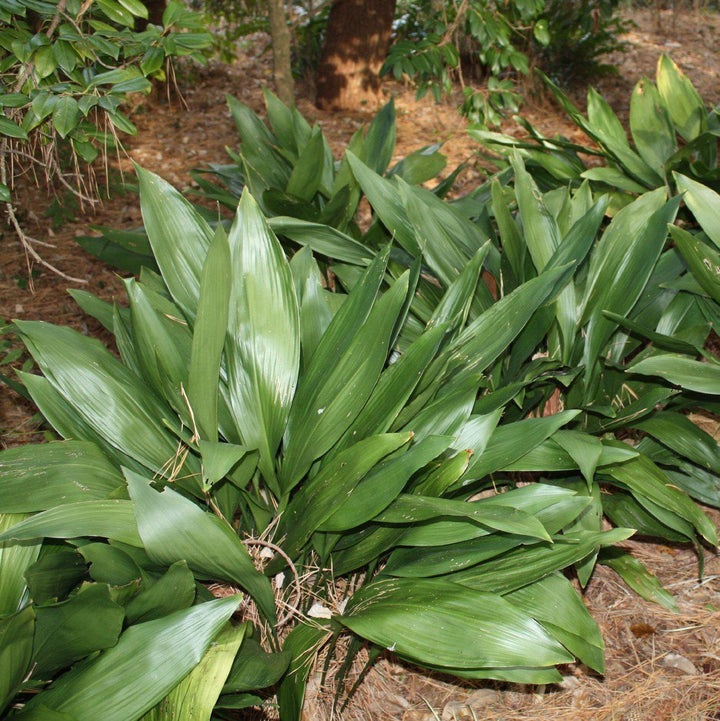 Aspidistra elatior ~ Cast Iron Plant-ServeScape