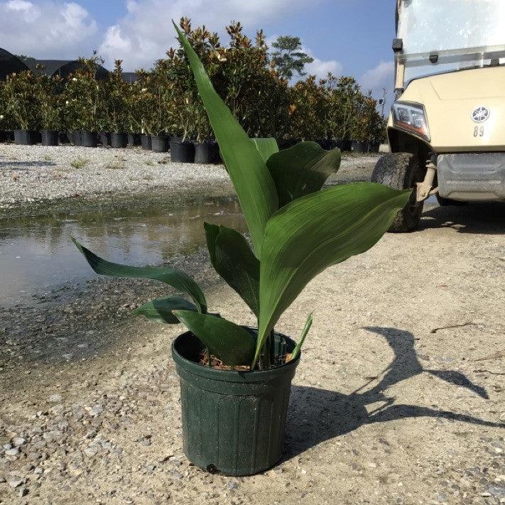 Aspidistra elatior ~ Cast Iron Plant-ServeScape