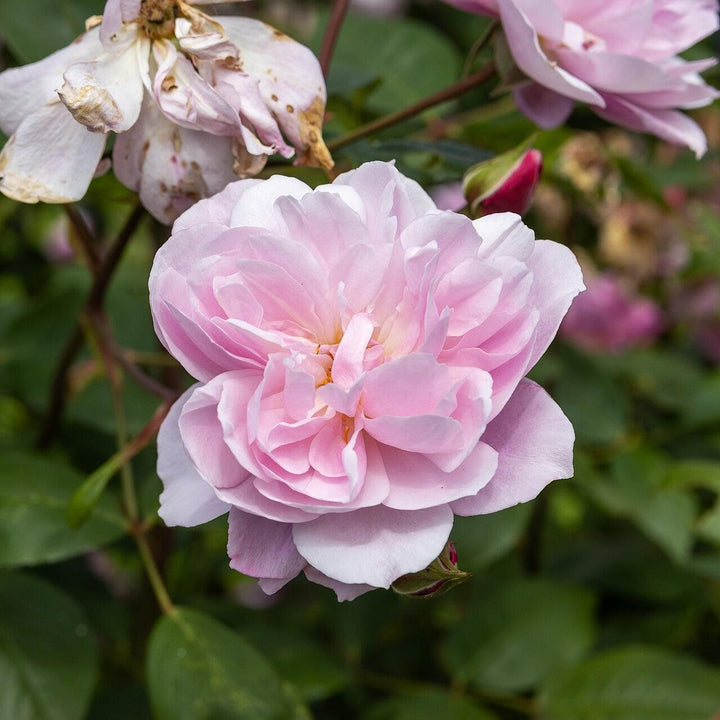 Rosa 'Ausorts' ~ Mary Delany® Climbing Rose-ServeScape