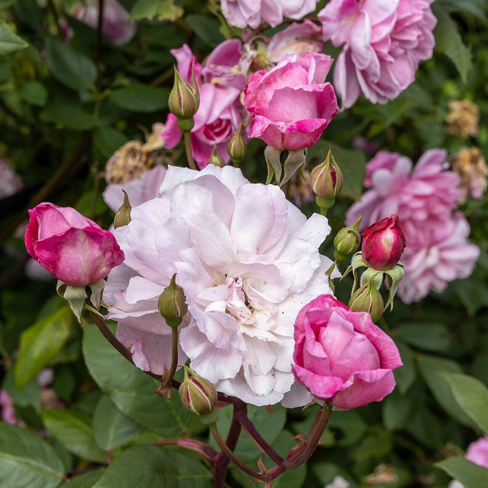 Rosa 'Ausorts' ~ Mary Delany® Climbing Rose-ServeScape