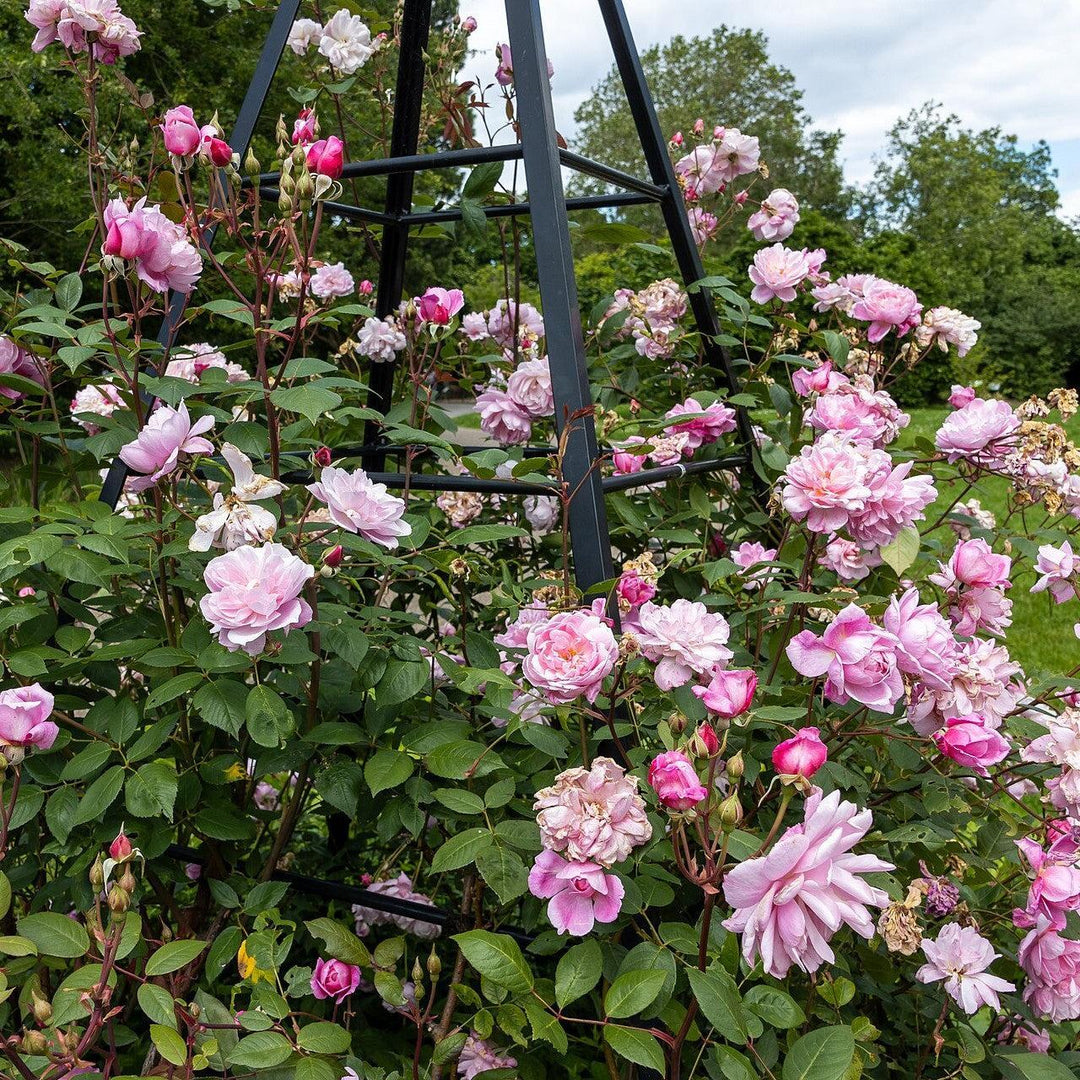 Rosa 'Ausorts' ~ Mary Delany® Climbing Rose-ServeScape