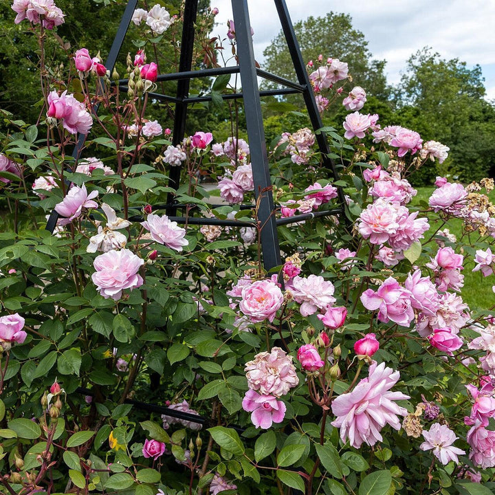 Rosa 'Ausorts' ~ Mary Delany® Climbing Rose-ServeScape