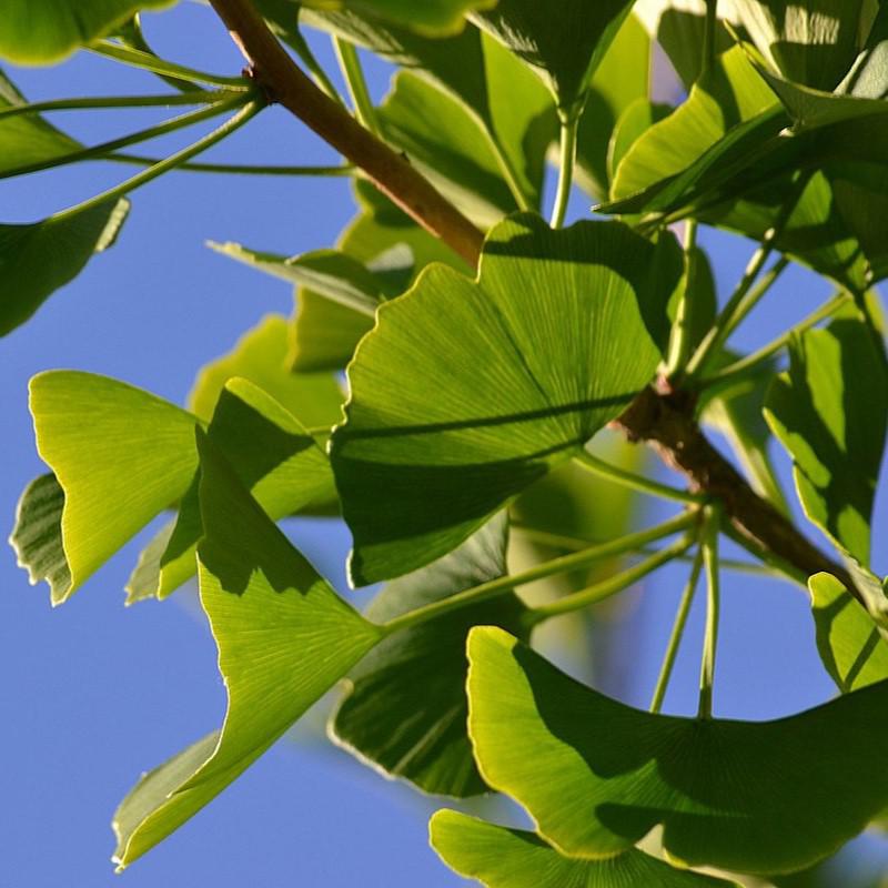 Ginkgo biloba 'Magyar' ~ Magyar Ginkgo-ServeScape