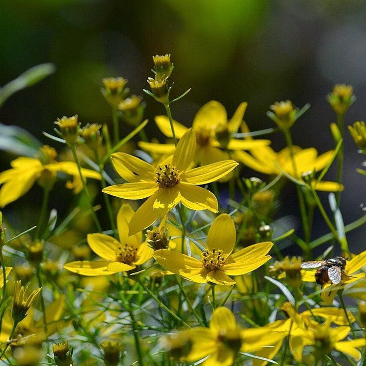 Coreopsis verticillata ~ Threadleaf Coreopsis-ServeScape