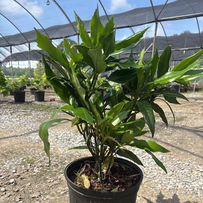 Aucuba japonica ‘Nana’ ~ Green Dwarf Aucuba, Spotted Laurel-ServeScape