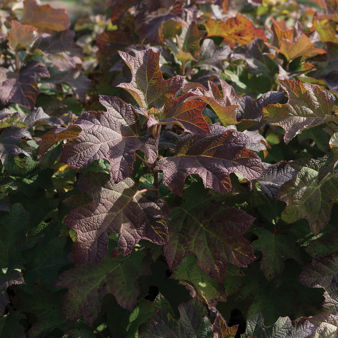 Hydrangea quercifolia '1925querrep' ~ Autumn Reprise™ Hydrangea-ServeScape