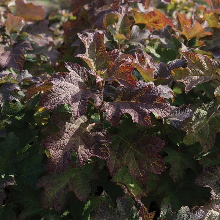Hydrangea quercifolia '1925querrep' ~ Autumn Reprise™ Hydrangea-ServeScape