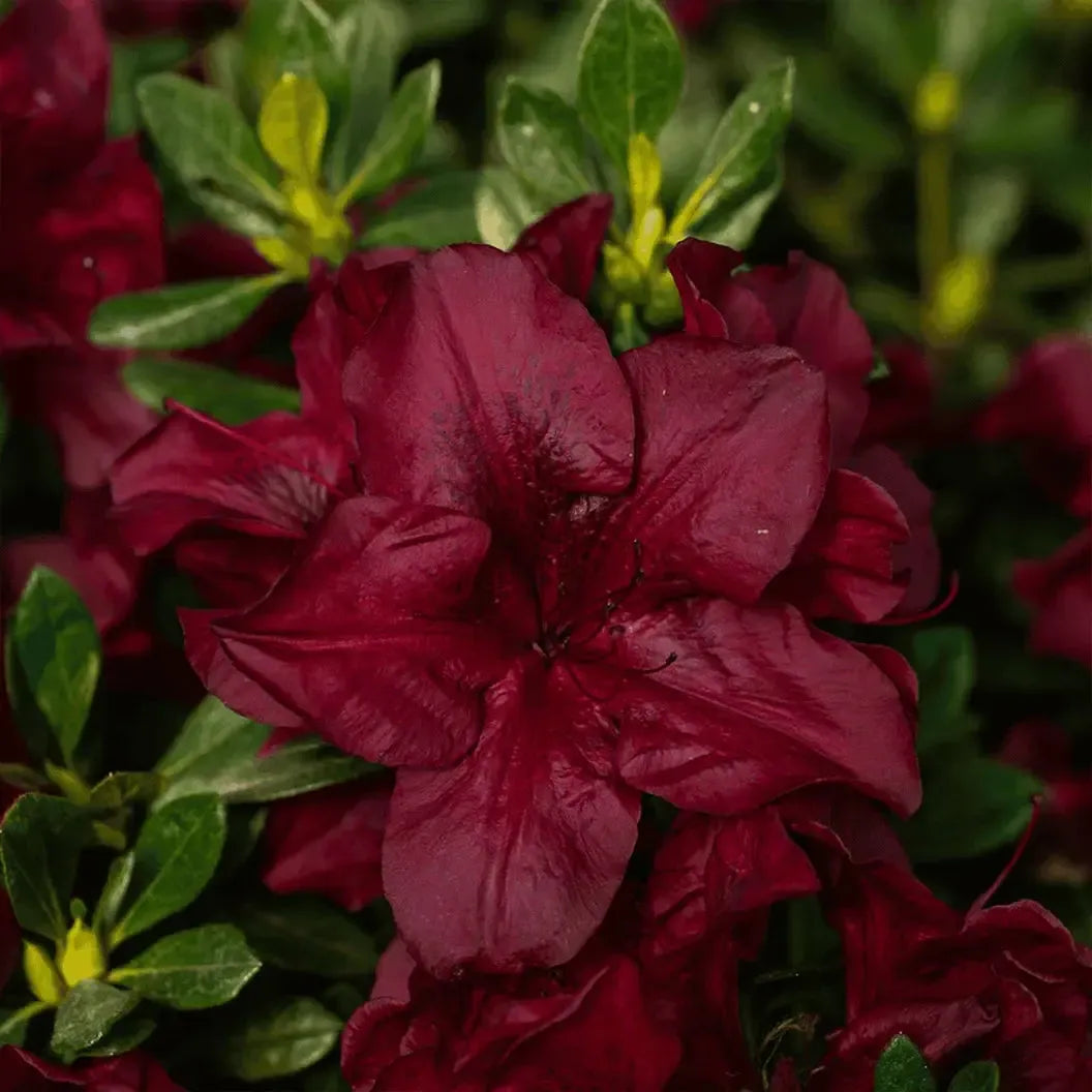 Rhododendron ‘Roblezo’ ~ Encore® Autumn Velvet™ Azalea-ServeScape