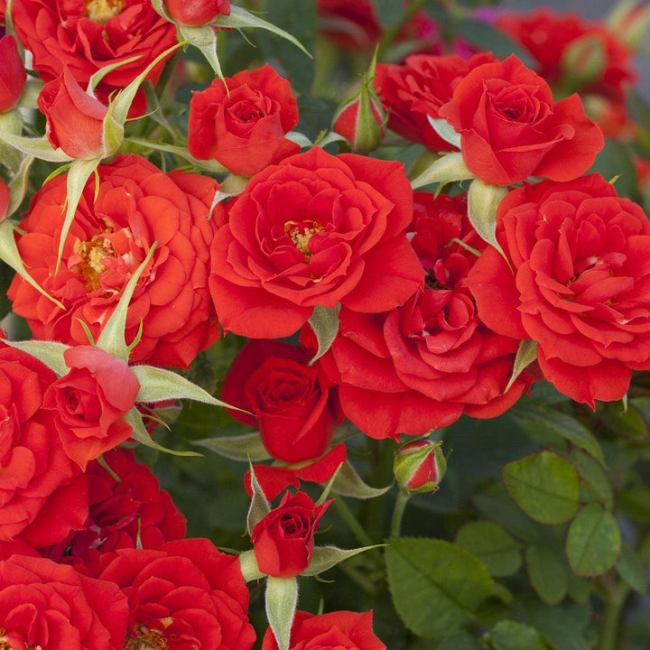 Rosa 'Meiferjac' ~ Sunblaze® Autumn Rose-ServeScape