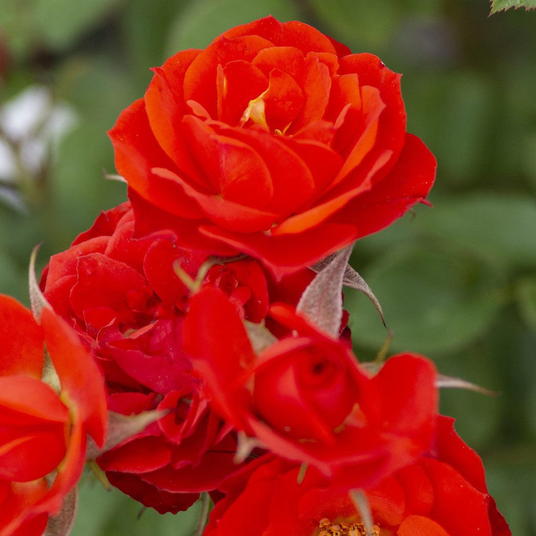 Rosa 'Meiferjac' ~ Sunblaze® Autumn Rose-ServeScape