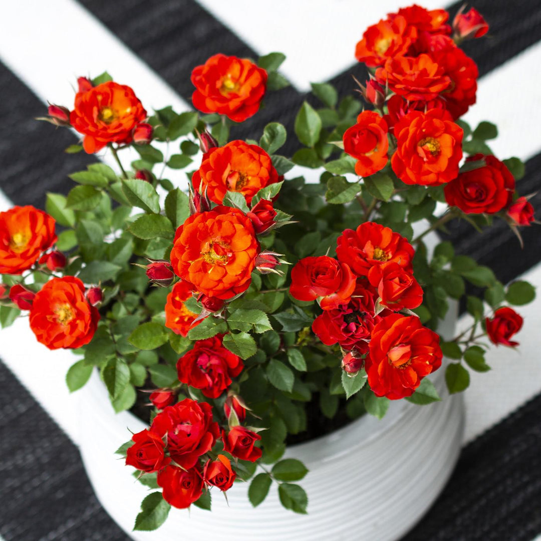 Rosa 'Meiferjac' ~ Sunblaze® Autumn Rose-ServeScape