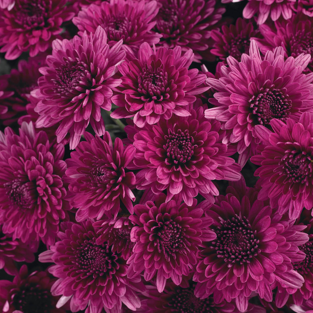 Chrysanthemum x morifolium 'Zanmuaval Purple' ~ Avalon Purple Mum-ServeScape