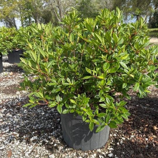Rhododendron ‘Conlee’ ~ Encore® Autumn Amethyst™ Azalea-ServeScape
