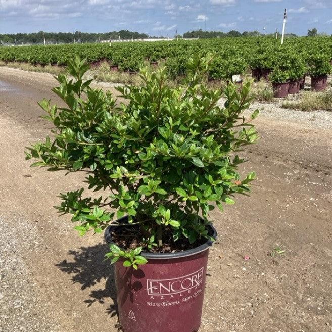 Rhododendron ‘Robleo’ ~ Encore® Autumn Belle™ Azalea-ServeScape