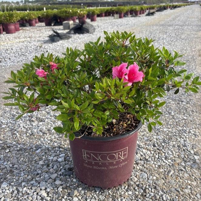 Rhododendron ‘Conlet’ ~ Encore® Autumn Carnival™ Azalea-ServeScape