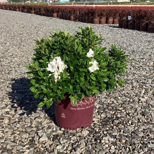 Rhododendron ‘Roblev’ ~ Encore® Autumn Ivory™ Azalea-ServeScape