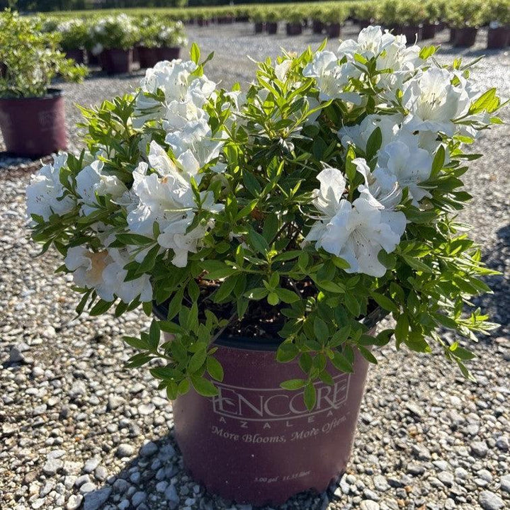 Rhododendron ‘Roblev’ ~ Encore® Autumn Ivory™ Azalea-ServeScape