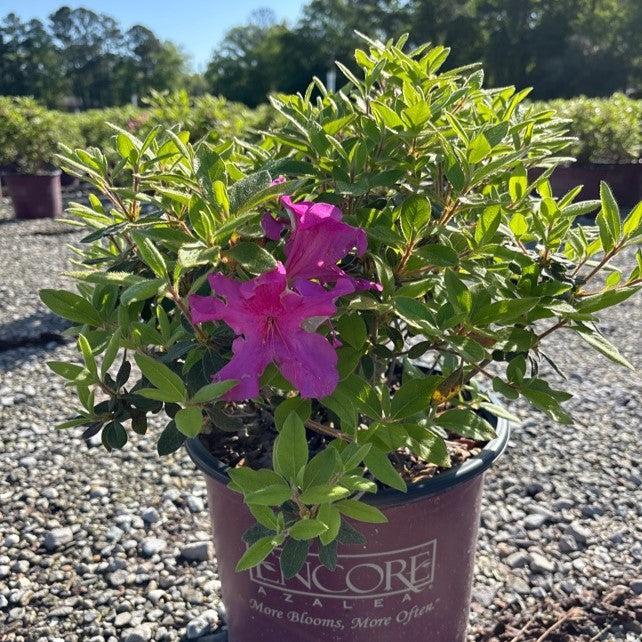 Rhododendron ‘Roblee’ ~ Encore® Autumn Sangria™ Azalea-ServeScape