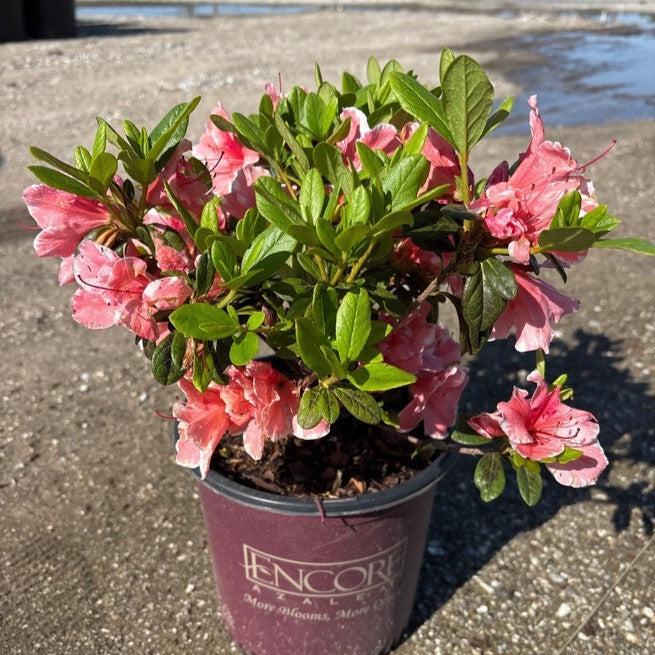 Rhododendron 'Roblet' ~ Encore® Autumn Sunburst™ Azalea-ServeScape