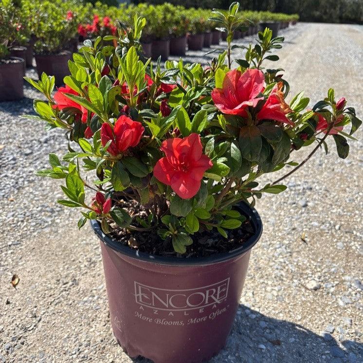 Rhododendron ‘Roblen’ ~ Encore® Autumn Sunset™ Azalea-ServeScape