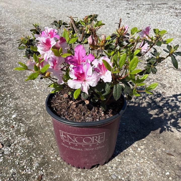 Rhododendron ‘Conlep’ ~ Encore® Autumn Twist™ Azalea-ServeScape