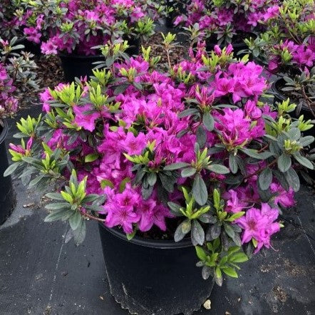 Rhododendron 'Karen' ~ Karen Azalea-ServeScape