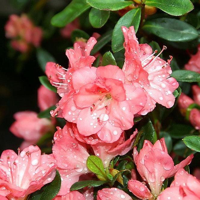 Rhododendron 'Blaauw's Pink' ~ Blaauw's Pink Azalea-ServeScape