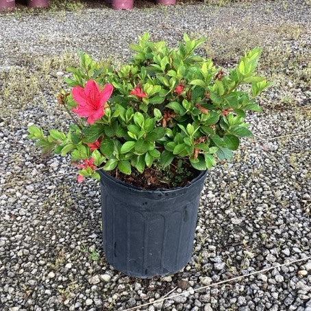Rhododendron x girard 'Girard's Crimson' ~ Girard's Crimson Azalea-ServeScape