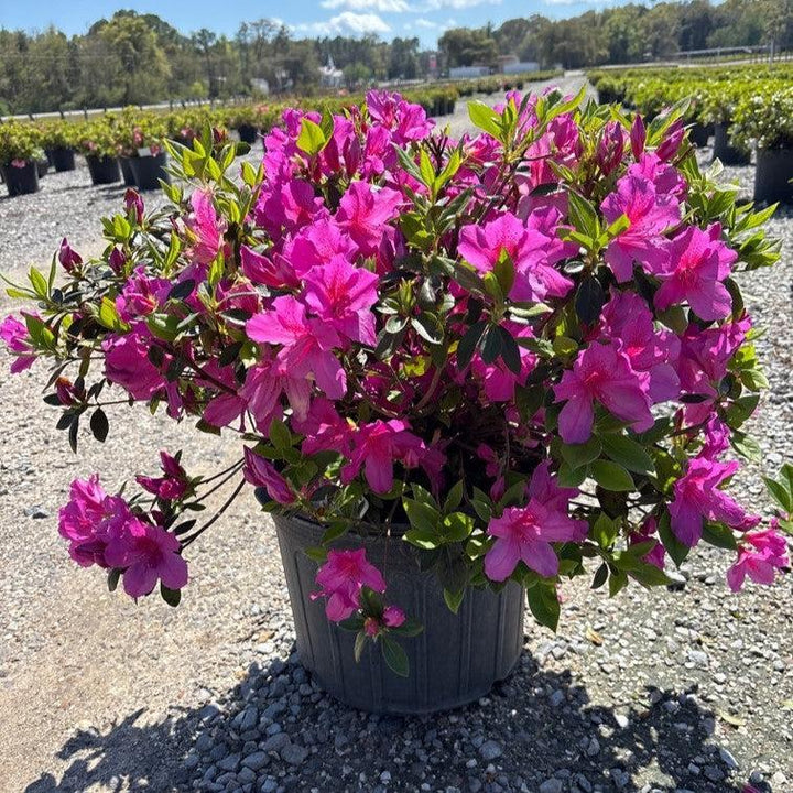 Rhododendron indica 'Formosa' ~ Formosa Azalea, Purple-ServeScape