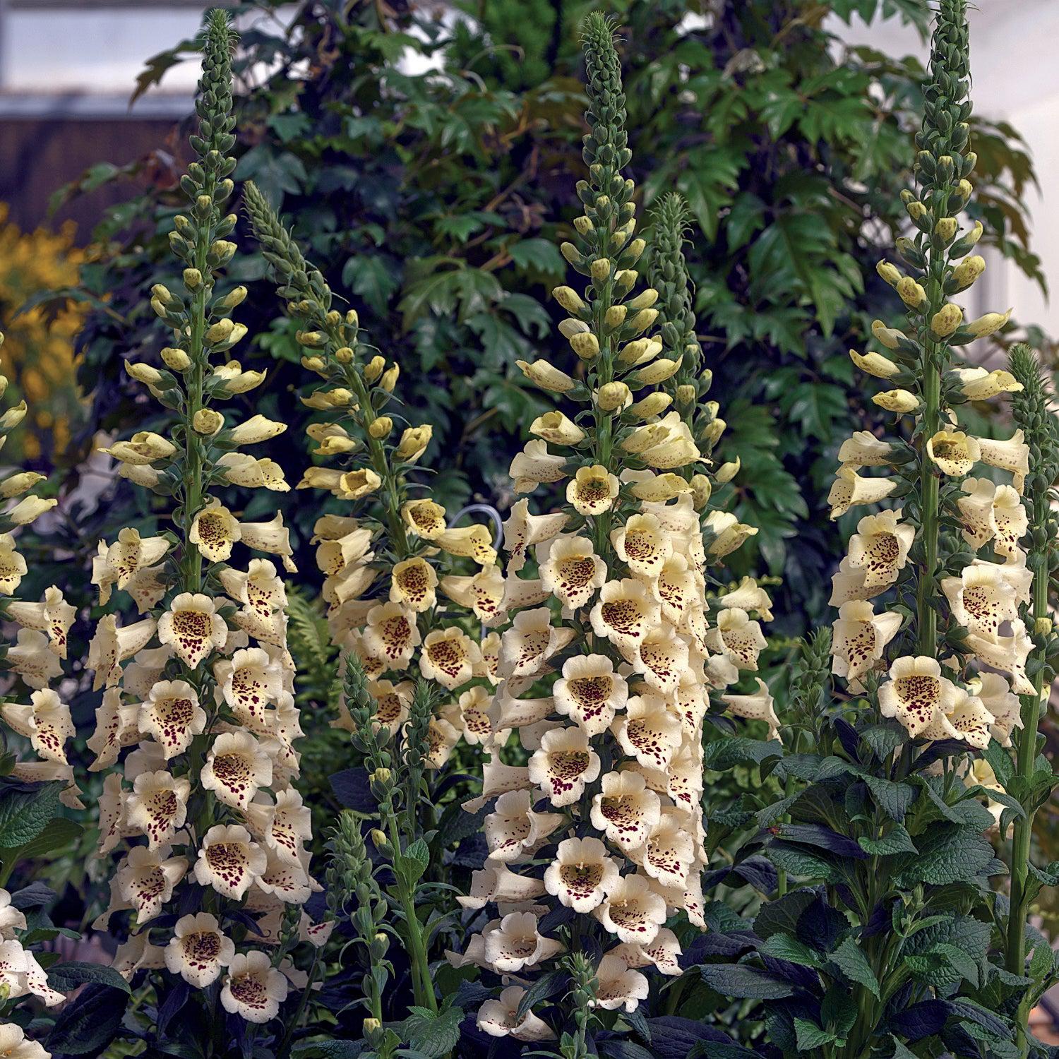 Digitalis 'Camelot Cream' ~ Camelot Cream Foxglove-ServeScape