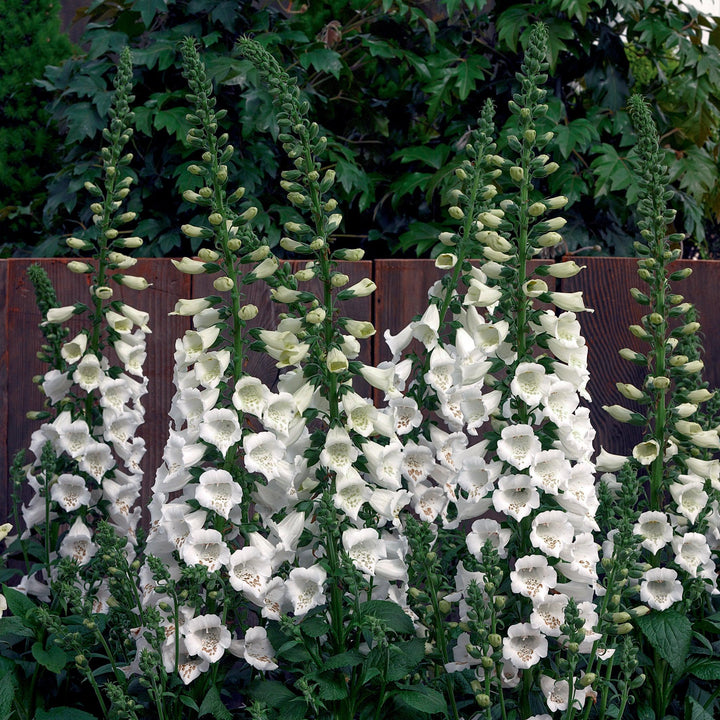 Digitalis 'Camelot White' ~ Camelot White Foxglove-ServeScape