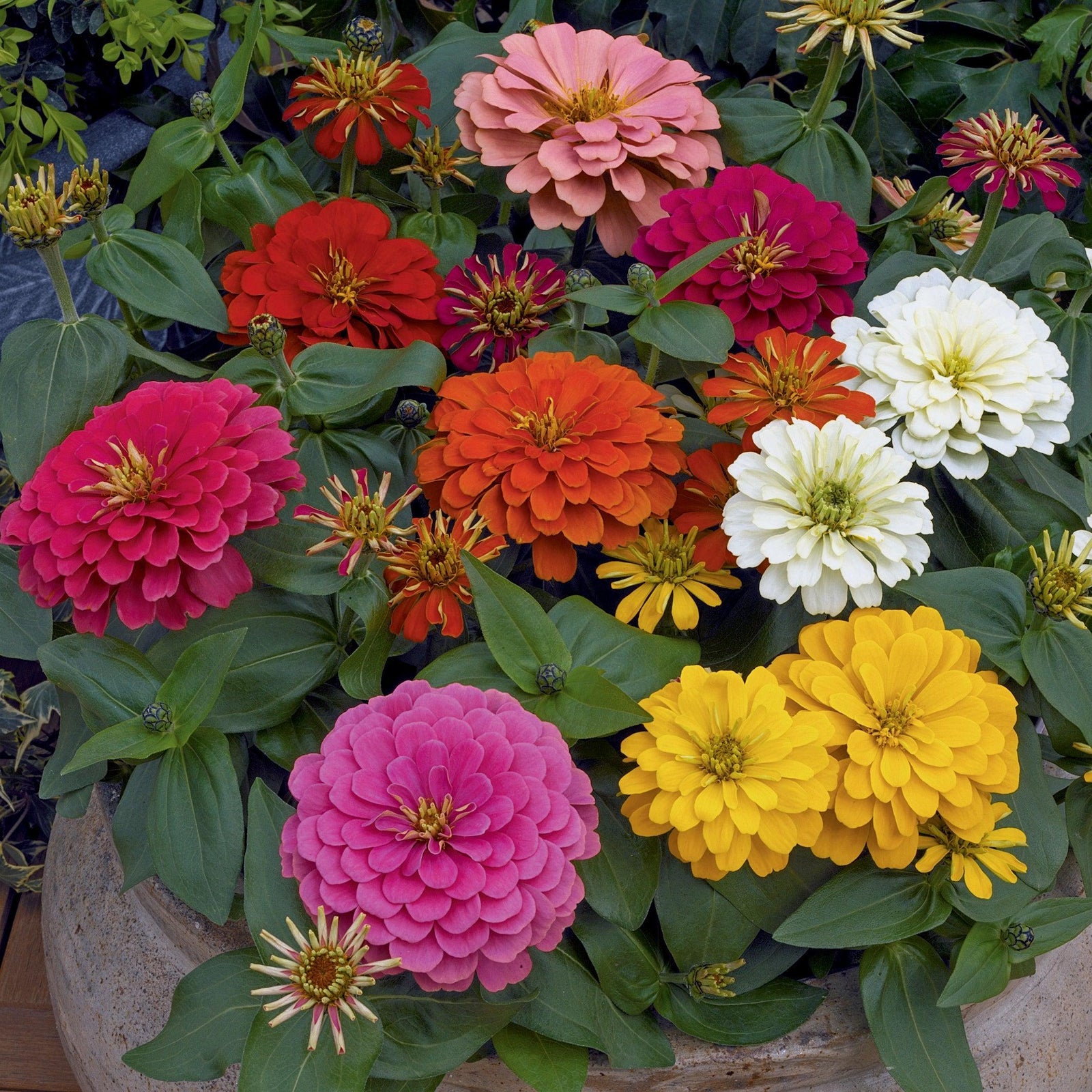 Zinnia elegans ‘Magellan Mix’ ~ Magellan™ Mix Zinnia-ServeScape